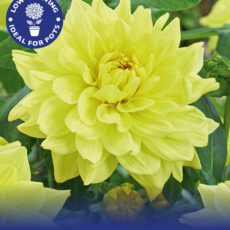 8718641970539 1 Dahlia Go Go Yellow.jpg